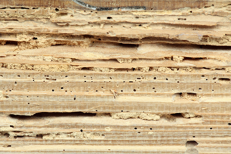 Wood damaged caused by termites discovered while preforming home inspections services